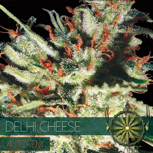 Vision Seeds - Gouda's Grass Auto